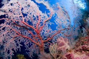 ALBATROS PASSAGE (LISSENUNG, KAVIENG, PAPUA NUEVA GUINEA) -  Kavieng Papua Nueva Guinea foto 11