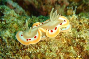 ALBATROS PASSAGE (LISSENUNG, KAVIENG, PAPUA NUEVA GUINEA) -  Kavieng Papua Nueva Guinea foto 13