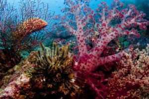 ALBATROS PASSAGE (LISSENUNG, KAVIENG, PAPUA NUEVA GUINEA) -  Kavieng Papua Nueva Guinea foto 15