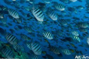 PEDRAS SECAS (FERNANDO DE NORONHA, BRASIL) -  FERNANDO DE NORONHA Brasil foto 17