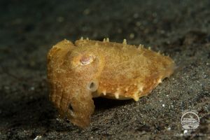YELLOW WALL OF TEXAS (ISLA DE RINCA, P.N. KOMODO, INDONESIA) - West Nusa Tenggara BIMA Indonesia foto 13