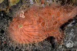 YELLOW WALL OF TEXAS (ISLA DE RINCA, P.N. KOMODO, INDONESIA) - West Nusa Tenggara BIMA Indonesia foto 15