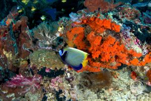YELLOW WALL OF TEXAS (ISLA DE RINCA, P.N. KOMODO, INDONESIA) - West Nusa Tenggara BIMA Indonesia foto 2