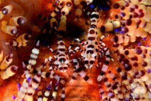 YELLOW WALL OF TEXAS (ISLA DE RINCA, P.N. KOMODO, INDONESIA) - West Nusa Tenggara BIMA Indonesia foto 26