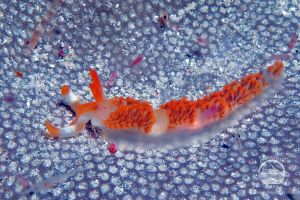 YELLOW WALL OF TEXAS (ISLA DE RINCA, P.N. KOMODO, INDONESIA) - West Nusa Tenggara BIMA Indonesia foto 3