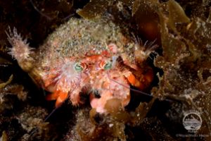 YELLOW WALL OF TEXAS (ISLA DE RINCA, P.N. KOMODO, INDONESIA) - West Nusa Tenggara BIMA Indonesia foto 4