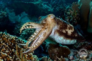 YELLOW WALL OF TEXAS (ISLA DE RINCA, P.N. KOMODO, INDONESIA) - West Nusa Tenggara BIMA Indonesia foto 5