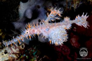 YELLOW WALL OF TEXAS (ISLA DE RINCA, P.N. KOMODO, INDONESIA) - West Nusa Tenggara BIMA Indonesia foto 7