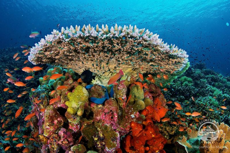 YELLOW WALL OF TEXAS (ISLA DE RINCA, P.N. KOMODO, INDONESIA) - West Nusa Tenggara BIMA Indonesia