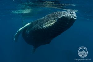 SILVER BANK (REPÚBLICA DOMINICANA) -  Puerto Plata Dominican Republic foto 10