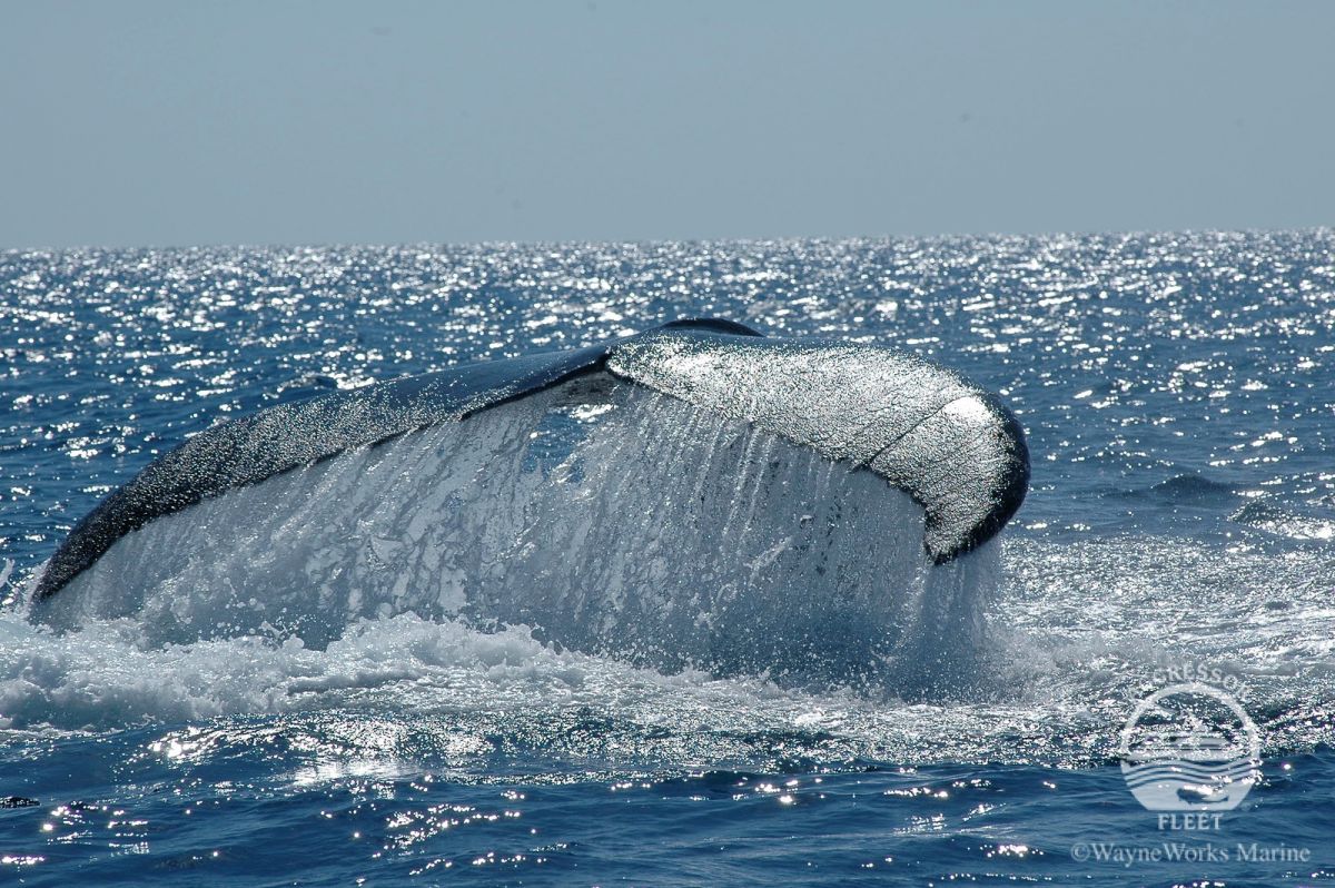 Dive of ASPASIA DIVE SILVER BANK (REPÚBLICA DOMINICANA). Date 10/02/2015