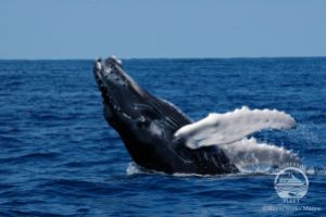 SILVER BANK (REPÚBLICA DOMINICANA) -  Puerto Plata Dominican Republic foto 8