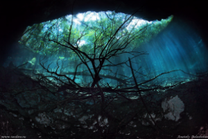 CENOTE ANGELITA (MÉXICO) - Quintana Roo playa del carmen Mexico foto 7