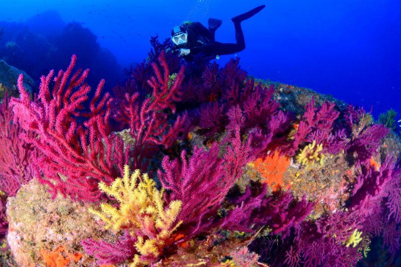 EL GATO - P.N. CAP DE CREUS - GIRONA - Girona Cala Montjoi Spain