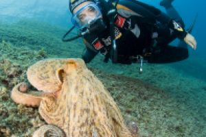 EL GATO - P.N. CAP DE CREUS - GIRONA - Girona Cala Montjoi Spain foto 1