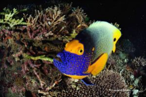 BATU BOLONG – KOMODO - INDONESIA - West Nusa Tenggara Labuanbajo Indonesia foto 1