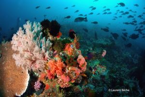 BATU BOLONG – KOMODO - INDONESIA - West Nusa Tenggara Labuanbajo Indonesia foto 10