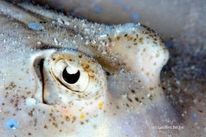 BATU BOLONG – KOMODO - INDONESIA - West Nusa Tenggara Labuanbajo Indonesia foto 11
