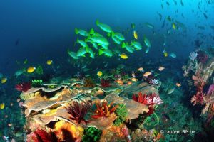 BATU BOLONG – KOMODO - INDONESIA - West Nusa Tenggara Labuanbajo Indonesia foto 12