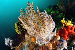 BATU BOLONG – KOMODO - INDONESIA - West Nusa Tenggara Labuanbajo Indonesia foto 13