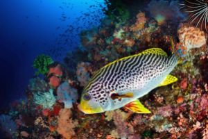 BATU BOLONG – KOMODO - INDONESIA - West Nusa Tenggara Labuanbajo Indonesia foto 14