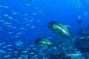 BATU BOLONG – KOMODO - INDONESIA - West Nusa Tenggara Labuanbajo Indonesia foto 15