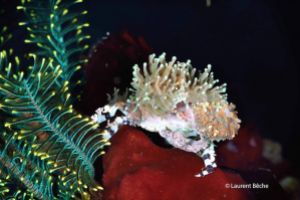 BATU BOLONG – KOMODO - INDONESIA - West Nusa Tenggara Labuanbajo Indonesia foto 16