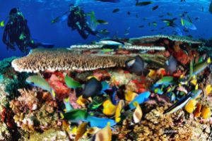 BATU BOLONG – KOMODO - INDONESIA - West Nusa Tenggara Labuanbajo Indonesia foto 17