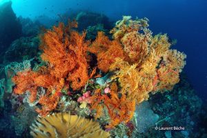 BATU BOLONG – KOMODO - INDONESIA - West Nusa Tenggara Labuanbajo Indonesia foto 18