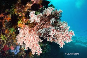 BATU BOLONG – KOMODO - INDONESIA - West Nusa Tenggara Labuanbajo Indonesia foto 19
