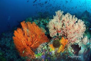 BATU BOLONG – KOMODO - INDONESIA - West Nusa Tenggara Labuanbajo Indonesia foto 20