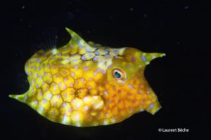 BATU BOLONG – KOMODO - INDONESIA - West Nusa Tenggara Labuanbajo Indonesia foto 6