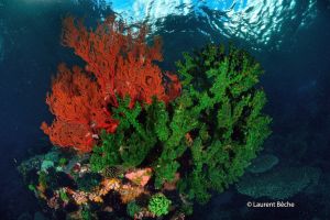 BATU BOLONG – KOMODO - INDONESIA - West Nusa Tenggara Labuanbajo Indonesia foto 8