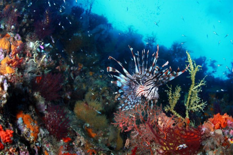 GPS POINT – KOMODO - INDONESIA - West Nusa Tenggara Labuhanbajo Indonesia