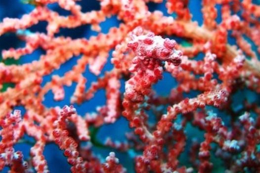 CRYSTAL ROCK – KOMODO - INDONESIA - West Nusa Tenggara Labuhanbajo Indonesia