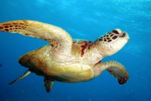 BRISSAIRE ROCKS  – MAHÉ – SEYCHELLES -  Beau Vallon Seychelles foto 3