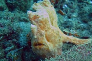 NAVY PIER – NINGALOO REEF – AUSTRALIA OCCIDENTAL -  Ningaloo Australia foto 1