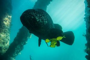 NAVY PIER – NINGALOO REEF – AUSTRALIA OCCIDENTAL -  Ningaloo Australia foto 10