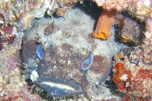 NAVY PIER – NINGALOO REEF – AUSTRALIA OCCIDENTAL -  Ningaloo Australia foto 11