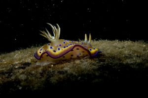 NAVY PIER – NINGALOO REEF – AUSTRALIA OCCIDENTAL -  Ningaloo Australia foto 13