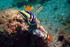 NAVY PIER – NINGALOO REEF – AUSTRALIA OCCIDENTAL -  Ningaloo Australia foto 12