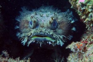 NAVY PIER – NINGALOO REEF – AUSTRALIA OCCIDENTAL -  Ningaloo Australia foto 14