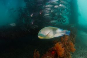 NAVY PIER – NINGALOO REEF – AUSTRALIA OCCIDENTAL -  Ningaloo Australia foto 3