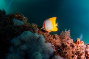 NAVY PIER – NINGALOO REEF – AUSTRALIA OCCIDENTAL -  Ningaloo Australia foto 4