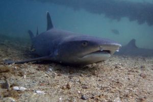 NAVY PIER – NINGALOO REEF – AUSTRALIA OCCIDENTAL -  Ningaloo Australia foto 6