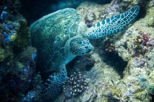 NAVY PIER – NINGALOO REEF – AUSTRALIA OCCIDENTAL -  Ningaloo Australia foto 7