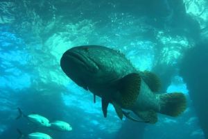 NAVY PIER – NINGALOO REEF – AUSTRALIA OCCIDENTAL -  Ningaloo Australia foto 9