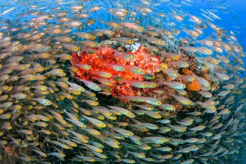 SHIMO LA SAMAKI – CHALE ISLAND - DIANI BEACH – KENIA -  Diani Kenya