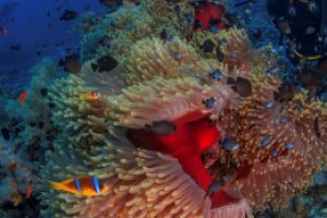 ANEMONE CITY - RAS MOHAMMED - MAR ROJO – EGIPTO -  Hurghada Egypt foto 2