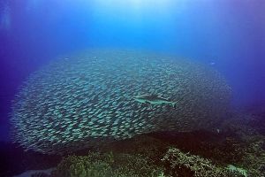 SHARK ISLAND – ISLA DE KOSRAE – ISLAS SENIAVINAS – MICRONESIA -  Lelu Micronesia foto 10